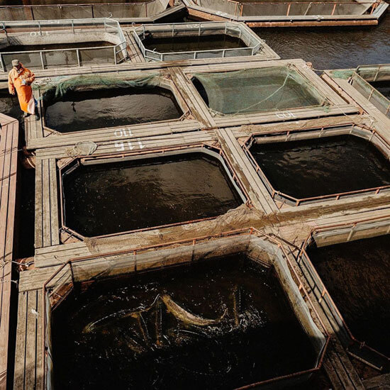 Kaviarproduktion in Russland