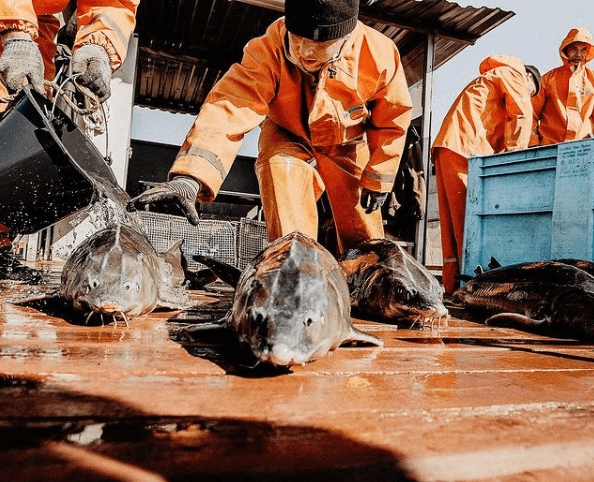 Kaviar-Verarbeitung direkt vom Züchter