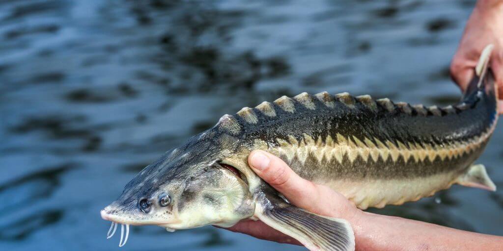 Kaviar-Produktion aus dem Kaspischen Meer